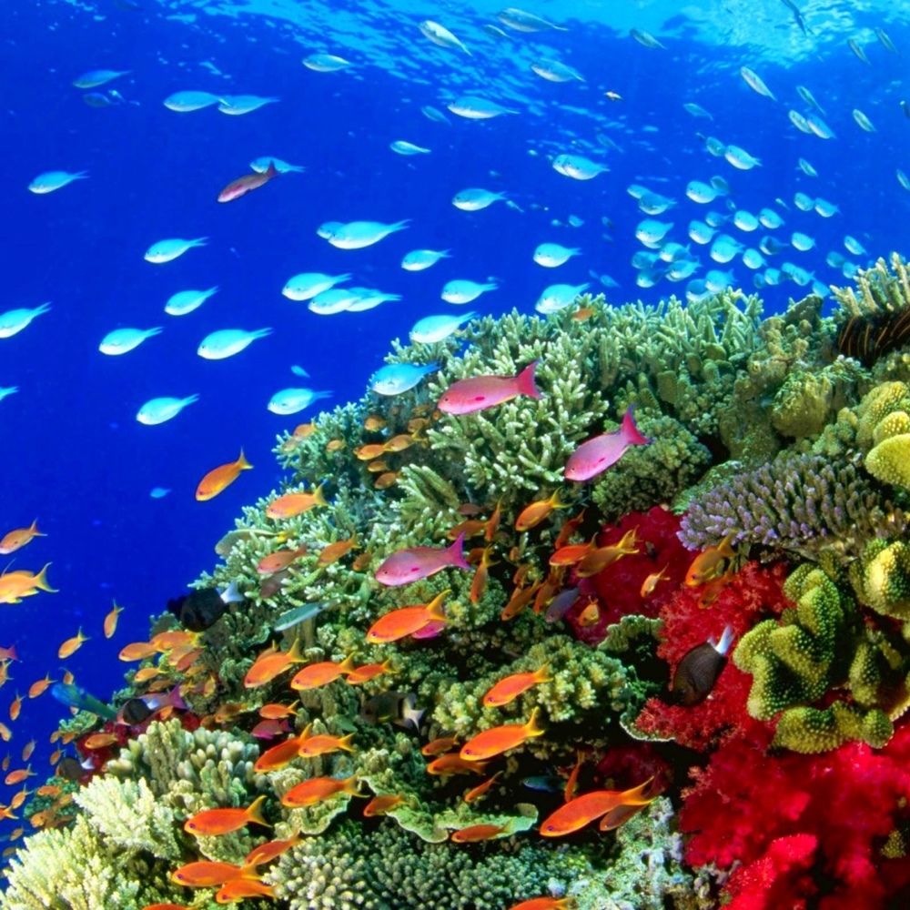 Meet your Posher, Iris